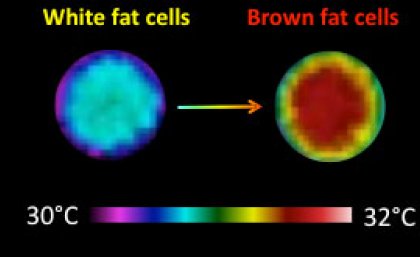 An infrared picture of two wells containing approximately 50,000 fat cells each. They are transformed from ordinary white fat cells to heat-producing brown fat cells following hormone treatment.